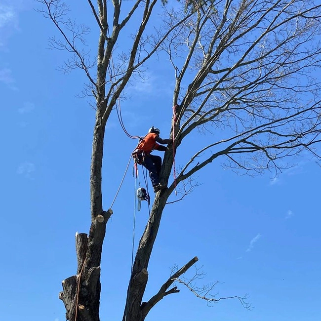 tree contractor cutting wood tree shelbyville ky